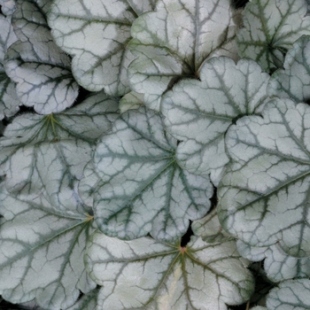 Heuchera 'Mocha Mint' 