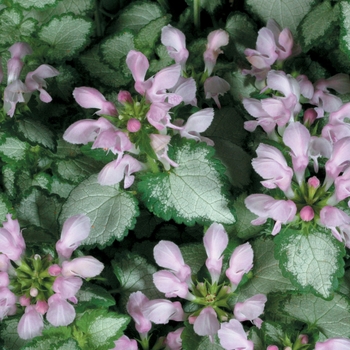 Lamium maculatum Proven Accents® 'Pink Chablis®'