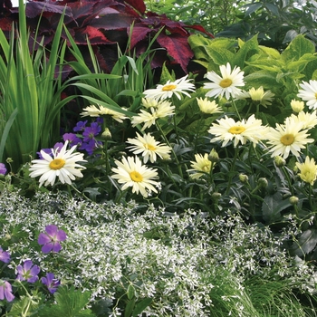 Leucanthemum maximum 