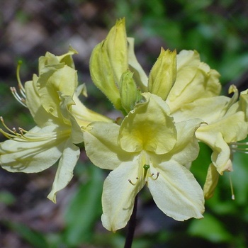Rhododendron Northern Lights hybrid 'Lemon Lights' 