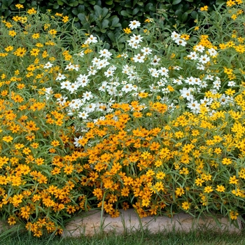 Zinnia linearis