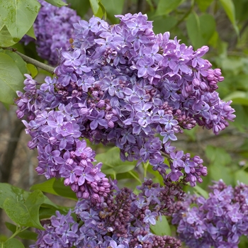 Syringa vulgaris 'Ruhm von Horstenstein' 