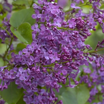 Syringa x hyacinthiflora 'Pocahontas' 