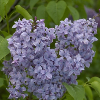 Syringa vulgaris 'Blue Skies®' 'Monore'