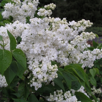 Syringa vulgaris 'Madame Lemoine' 