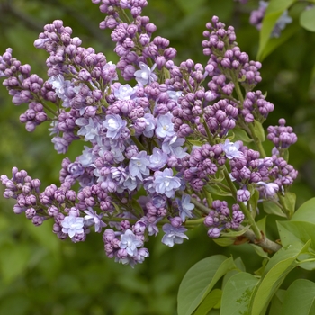 Syringa vulgaris 'Michael Buchner' 