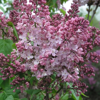 Syringa vulgaris 'Marie Frances' 