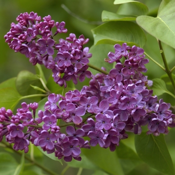 Syringa vulgaris 'Ludwig Spaeth' 