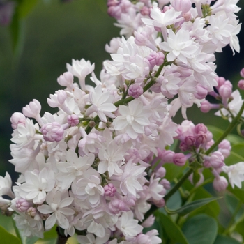 Syringa vulgaris 'Krasavitska Moskvy' 