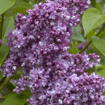 Syringa vulgaris 'Katherine Havemeyer' 