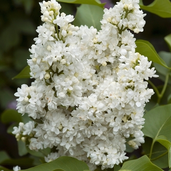 Syringa vulgaris 'General Sheridan' 