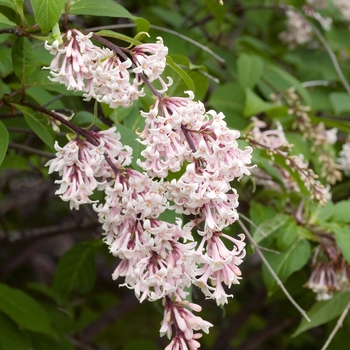 Syringa swegiflexa 'Fountain' 