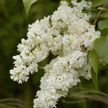 Syringa vulgaris 'Ellen Willmott' 