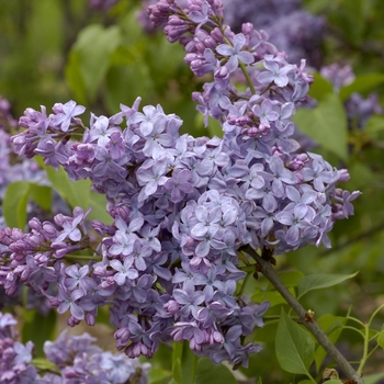 Syringa vulgaris 'Decaisne' 