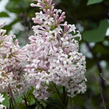 Syringa villosa