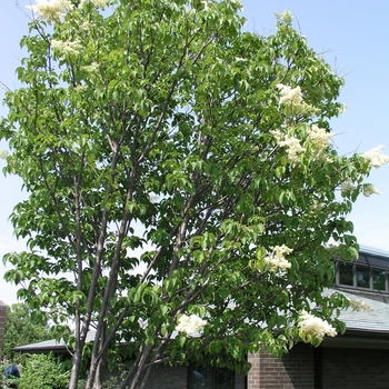 Syringa reticulata 'Ivory Silk' 