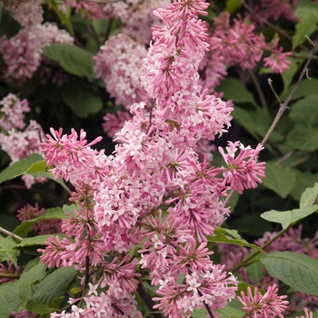 Syringa x prestoniae 'Miss Canada' 