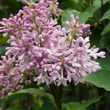 Syringa x prestoniae 'Minuet' 