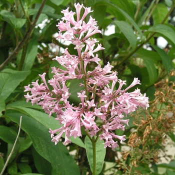 Syringa x prestoniae 'James MacFarlane' 