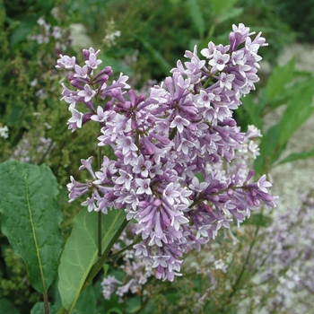 Syringa x prestoniae 'Donald Wyman' 