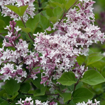 Syringa pubescens ssp. patula 'Miss Kim' 