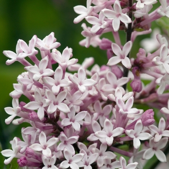 Syringa pubescens ssp. patula 'Miss Kim'