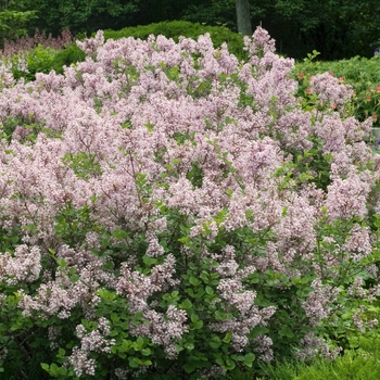 Syringa meyeri 'Palibin' 