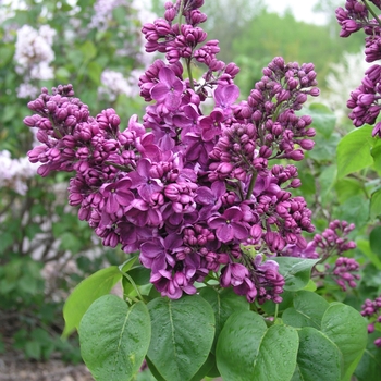 Syringa julianae 'George Eastman' 