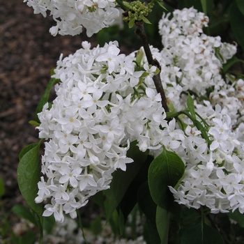 Syringa x hyacinthiflora 'Mount Baker' 