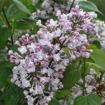 Syringa x hyacinthiflora 'Blanche Sweet' 