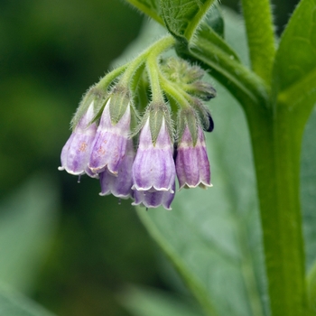 Symphytum officinale '' (017185)