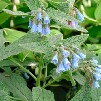 Symphytum grandiflorum 'Hidcote Blue' 