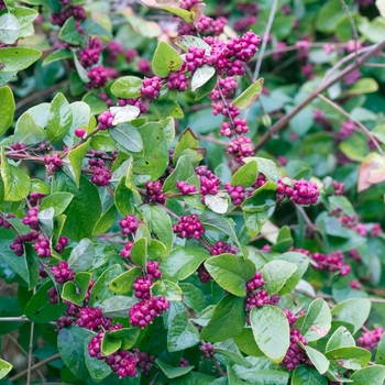 Symphoricarpos orbiculatus