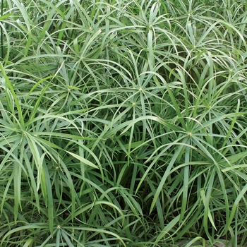 Cyperus involucratus Graceful Grasses® 'Baby Tut®'