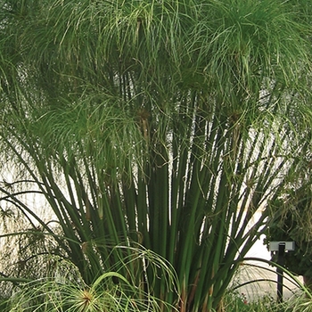 Cyperus papyrus Graceful Grasses® 'King Tut®'