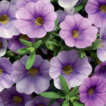 Calibrachoa 'Lavender' PPAF