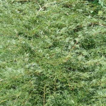 Acer palmatum var. dissectum 'Emerald Lace'