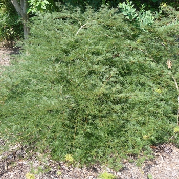 Acer palmatum var. dissectum 'Emerald Lace' 