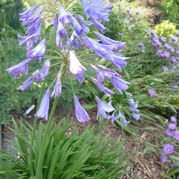 Agapanthus 'Midknight Blue®' 'Monmid'