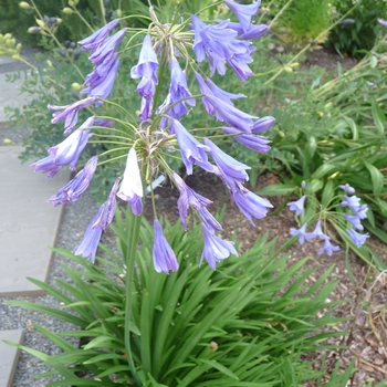 Agapanthus 'Midknight Blue®' 'Monmid'