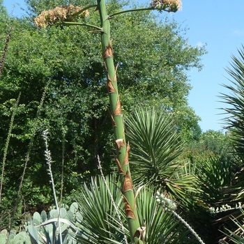 Agave parryi 'J.C. Raulston'