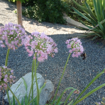 Allium 'Pink Feathers' 