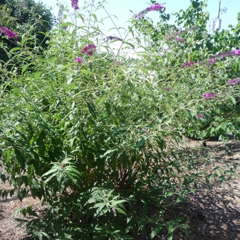 Buddleia davidii 'Red Plume' 