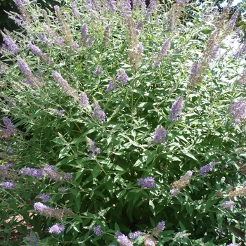 Buddleia 'Lochinch' 