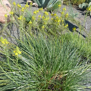 Bulbine abyssinica