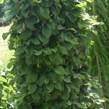 Carpinus betulus 'Columnaris Nana' 