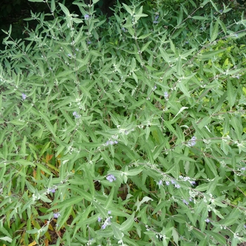 Caryopteris x clandonensis 'Ferndown' 