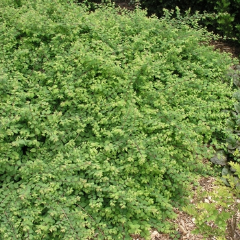 Symphoricarpos x chenaultii 'Hancock' 