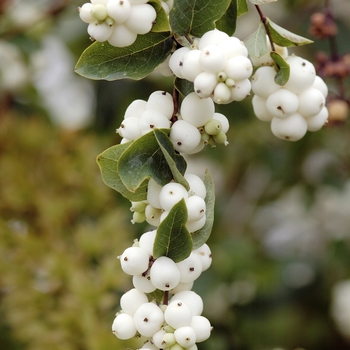 Symphoricarpos albus laevigatus