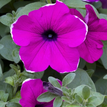Petunia 'Purple Picotee' 
